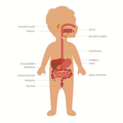 Child's Digestive Track Illustration