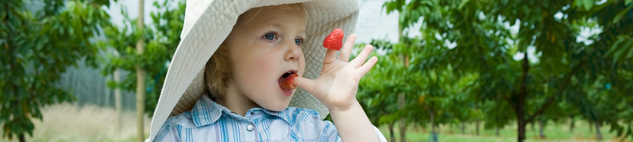 Child eating strawberries off of fingers