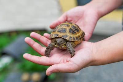 Pet Turtles Are Once Again Causing Salmonella Outbreaks : Shots