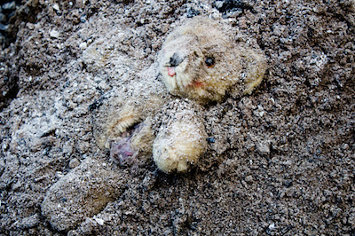 Teddy Bear in Dirt
